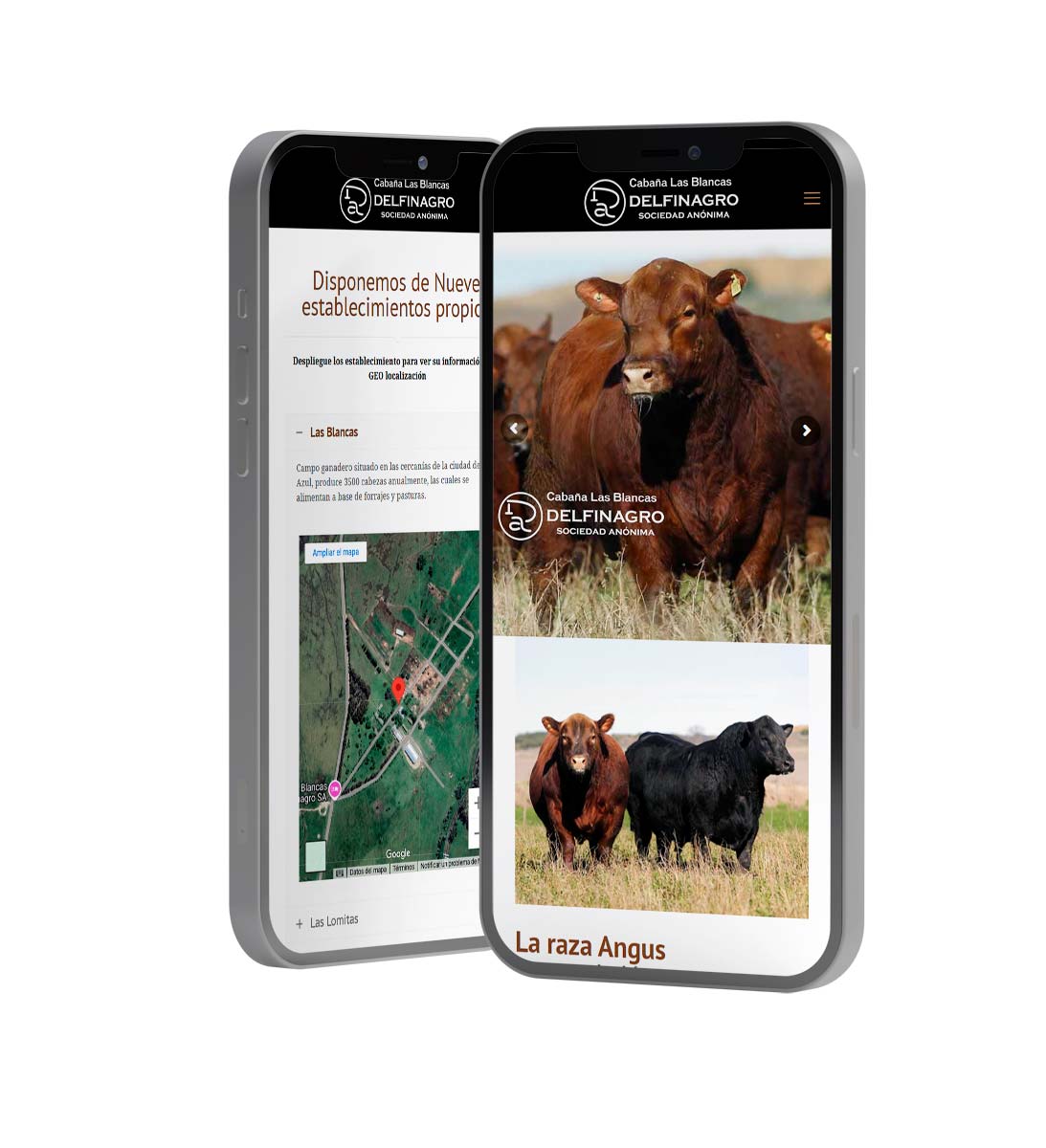 Diseño Web a Medida para Delfinagro
